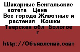 Шикарные Бенгальские котята › Цена ­ 25 000 - Все города Животные и растения » Кошки   . Тверская обл.,Бологое г.